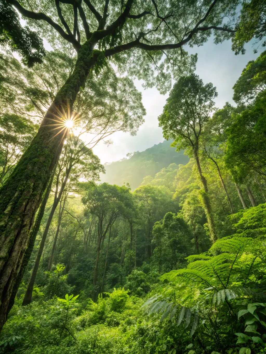 A photograph of a healthy forest, showcasing the positive impact of SCPPR's efforts in safeguarding crops and forests.